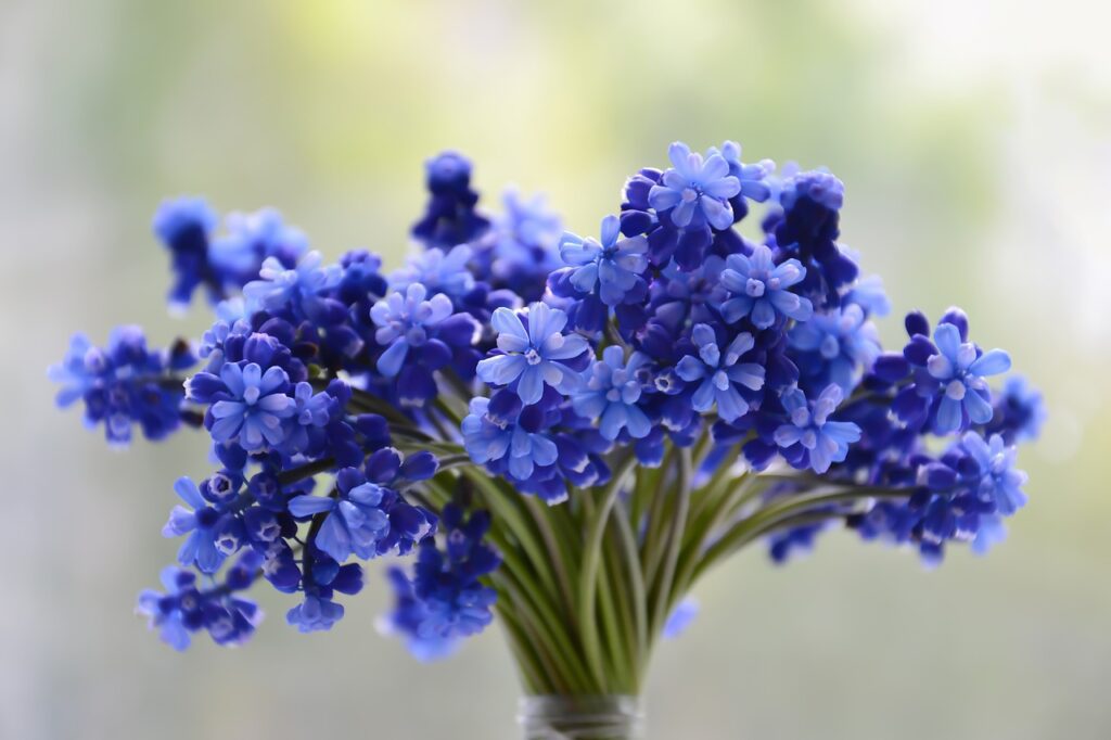flowers, grape hyacinths, bouquet-3453729.jpg